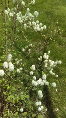 Fothergilla