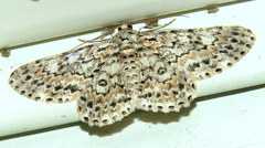 Cleora sabulata