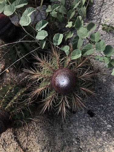 Melocactus ernestii