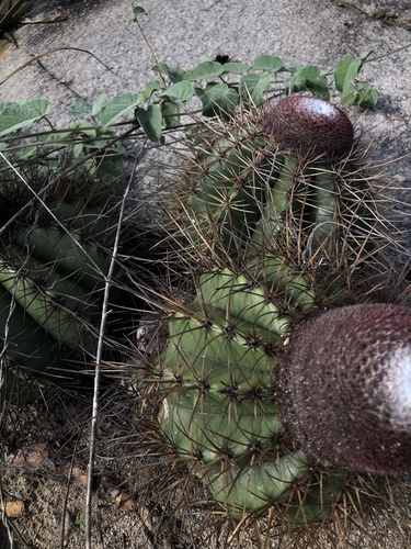 Melocactus ernestii