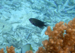 Pomacentrus brachialis