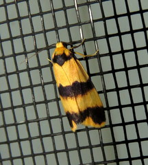 Stenoscaptia venusta