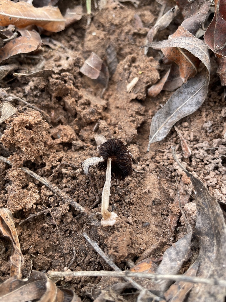 Coprinellus sp. 'TAC612'