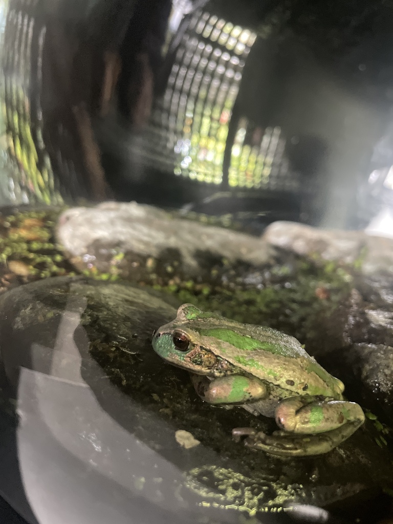 Marsupial Frogs from Rumiñahui, EC-PI, EC on March 3, 2024 at 12:21 PM ...