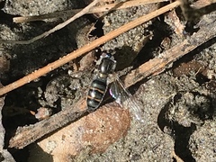 Pseudoscaeva diversifasciata