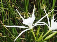 Hymenocallis liriosme