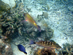 Lutjanus decussatus