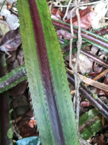 Bromelia fosteriana (Bromelia fosteriana)