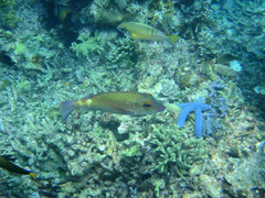 Lethrinus erythropterus