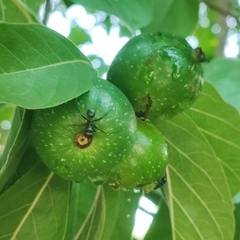Tocoyena formosa