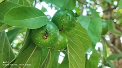 Tocoyena formosa, photograph Thomaz Ricardo Favreto Sinani, CC BY, iNaturalist via GBIF