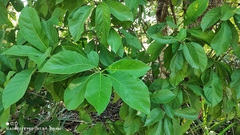 Tocoyena formosa, photograph Thomaz Ricardo Favreto Sinani, CC BY, iNaturalist via GBIF