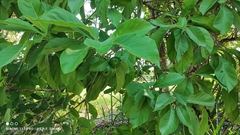 Tocoyena formosa, photograph Thomaz Ricardo Favreto Sinani, CC BY, iNaturalist via GBIF