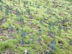 Calocedrus decurrens