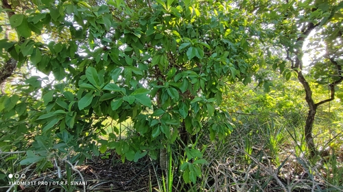 Tocoyena formosa, photograph 4