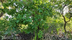 Tocoyena formosa, photograph Thomaz Ricardo Favreto Sinani, CC BY, iNaturalist via GBIF