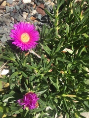 Carpobrotus aequilaterus