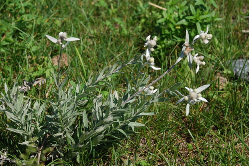 Image of Leontopodium leontopodioides by (c) Татьяна Максимова, some rights reserved (CC BY)