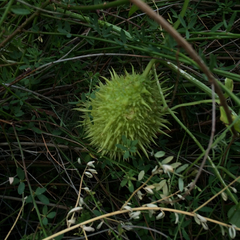 Sicyoeae