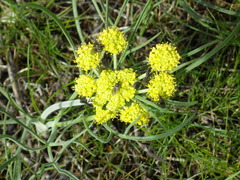 Lomatium triternatum triternatum