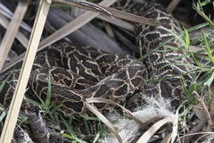Bothrops alternatus