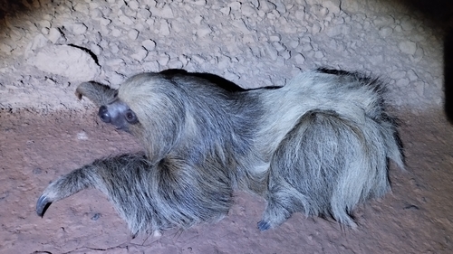 Hoffmann's Two-toed Sloth, photo 4 of 8