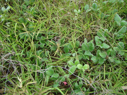 Image of Canavalia sericea by (c) Lisa Bennett, some rights reserved (CC BY)