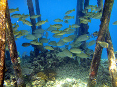 Lutjanus ehrenbergii