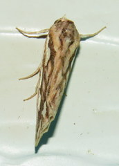 Meyrickella torquesauria