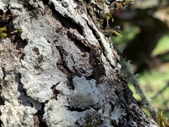 Neoclytus conjunctus