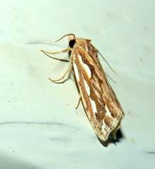 Meyrickella torquesauria
