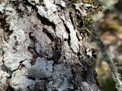 Neoclytus conjunctus
