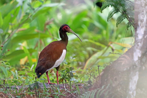 Madagascar Ibis