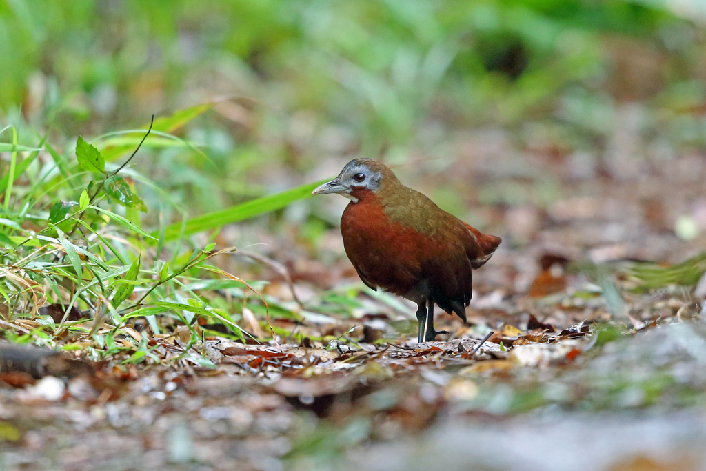 Malagasy Forest Rails