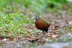 Madagascar Forest Rail photo 2