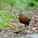 Madagascar Wood-Rail - Photo (c) Nigel Voaden, some rights reserved (CC BY)
