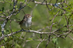 Euscarthmus meloryphus