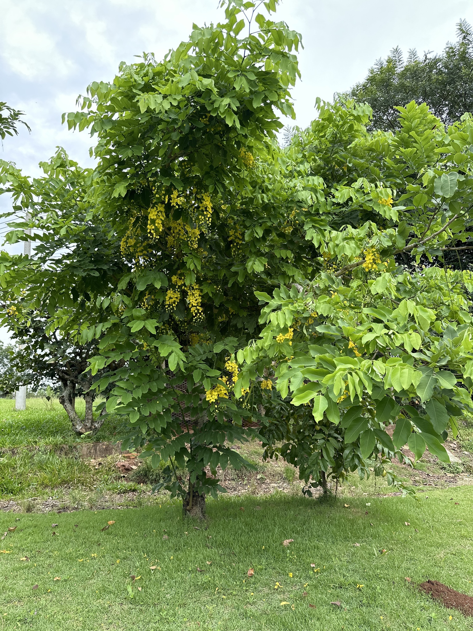 Cassia fistula