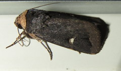 Proteuxoa cinereicollis