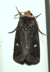 Proteuxoa cinereicollis