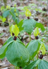 Trillium tennesseense