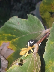 Membracis foliatafasciata