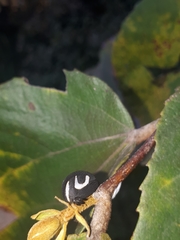 Membracis foliatafasciata