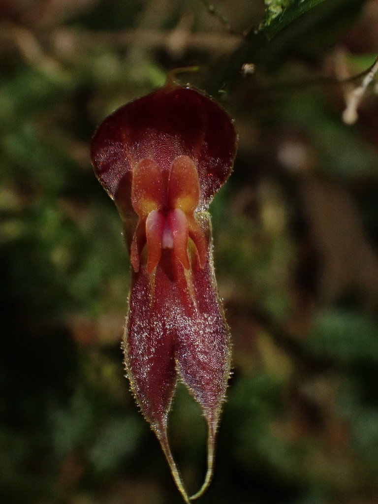 Lepanthes corkyae