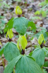 Trillium tennesseense