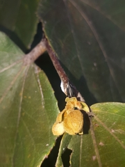 Membracis foliatafasciata