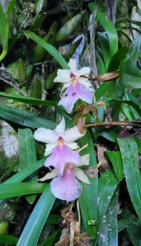 Imagem de Orquídea