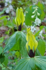 Trillium tennesseense