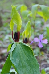 Trillium tennesseense