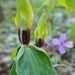 Tennessee Trillium - Photo (c) Marty, some rights reserved (CC BY-NC-ND), uploaded by Marty